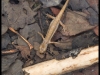 Triton palmé (Lissotriton helveticus)