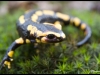 Salamandre tachetée (salamandra salamandra)