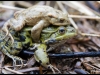Crapaud commun et grenouille verte (bufo bufo et rana esculenta)