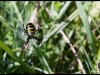 Araignée tigre / Epeire fasciée (Argiope bruennichi)