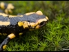 Salamandre tachetée (salamandra salamandra)